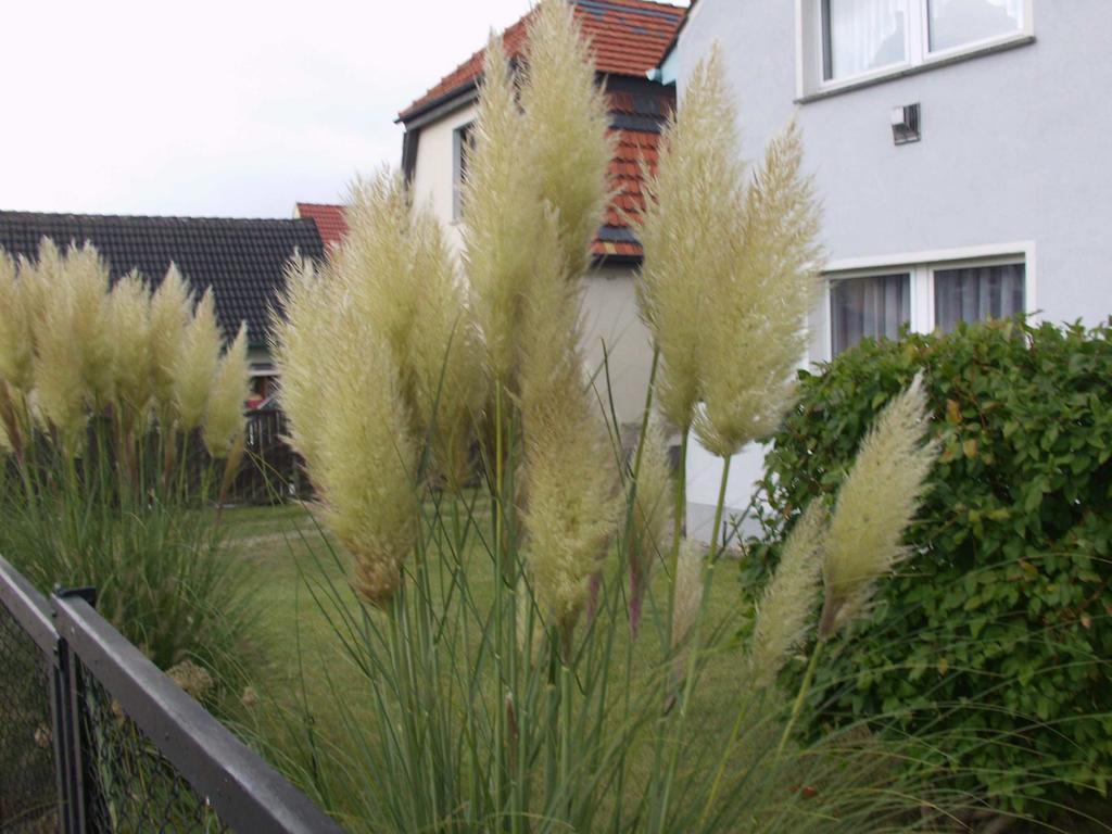 Haus Frieda Villa Koserow Rom bilde